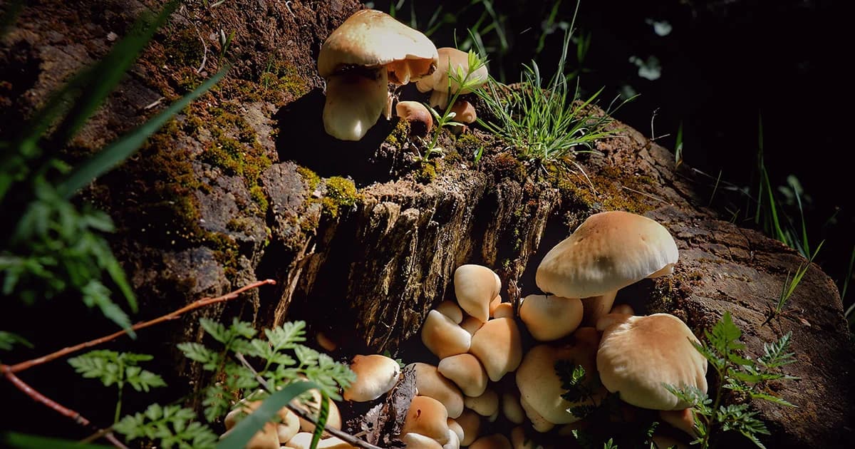 ‘เห็ดป่า’ ไม่รู้จักอย่าบริโภค เสี่ยงเสียชีวิตได้