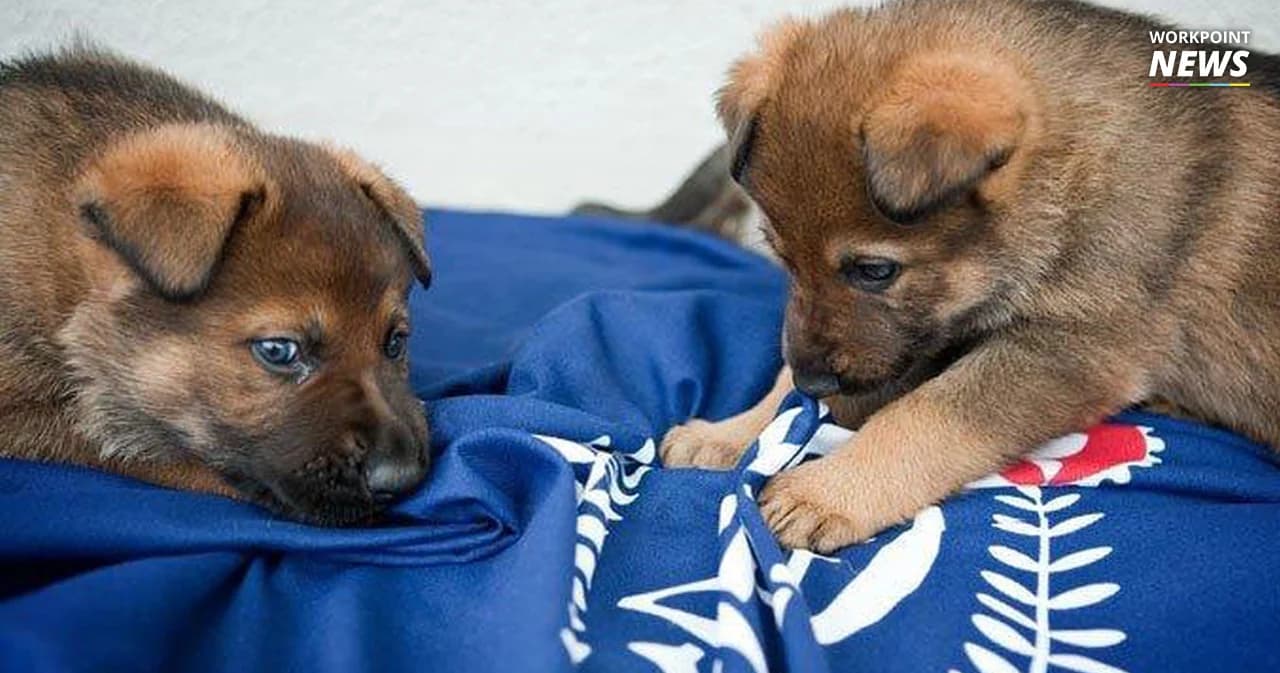 เอกชนบอก ตำรวจนิวซีแลนด์ลงรูปหมาในโซเชียลมีเดียเยอะเกินไป