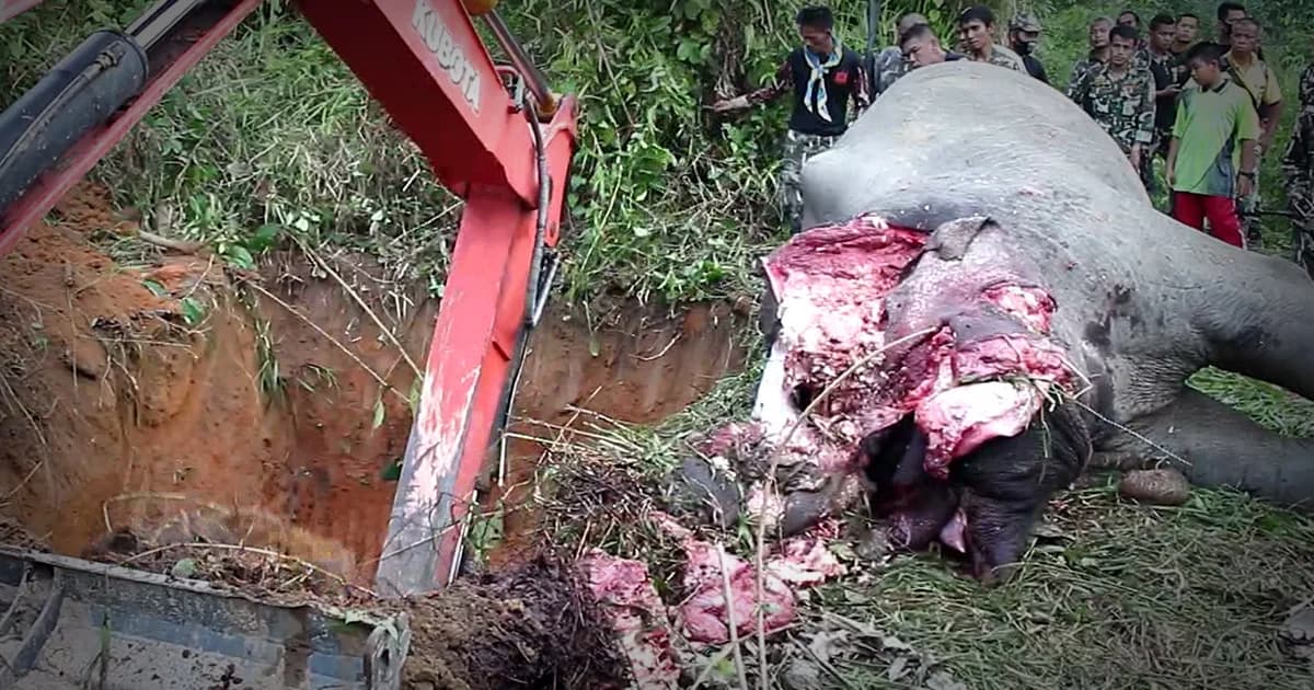 ลอบยิงช้างพลายป่าฮาลาบาลา จ.นราธิวาส อายุ 20 ปี ตัดงาทั้ง 2 ข้างหนีลอยนวล