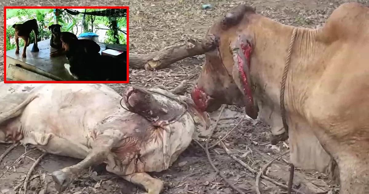 ร้องทุกข์ วัวแม่พันธุ์ถูกพิทบูลรุมกัดตาย ลูกวัวสาหัส