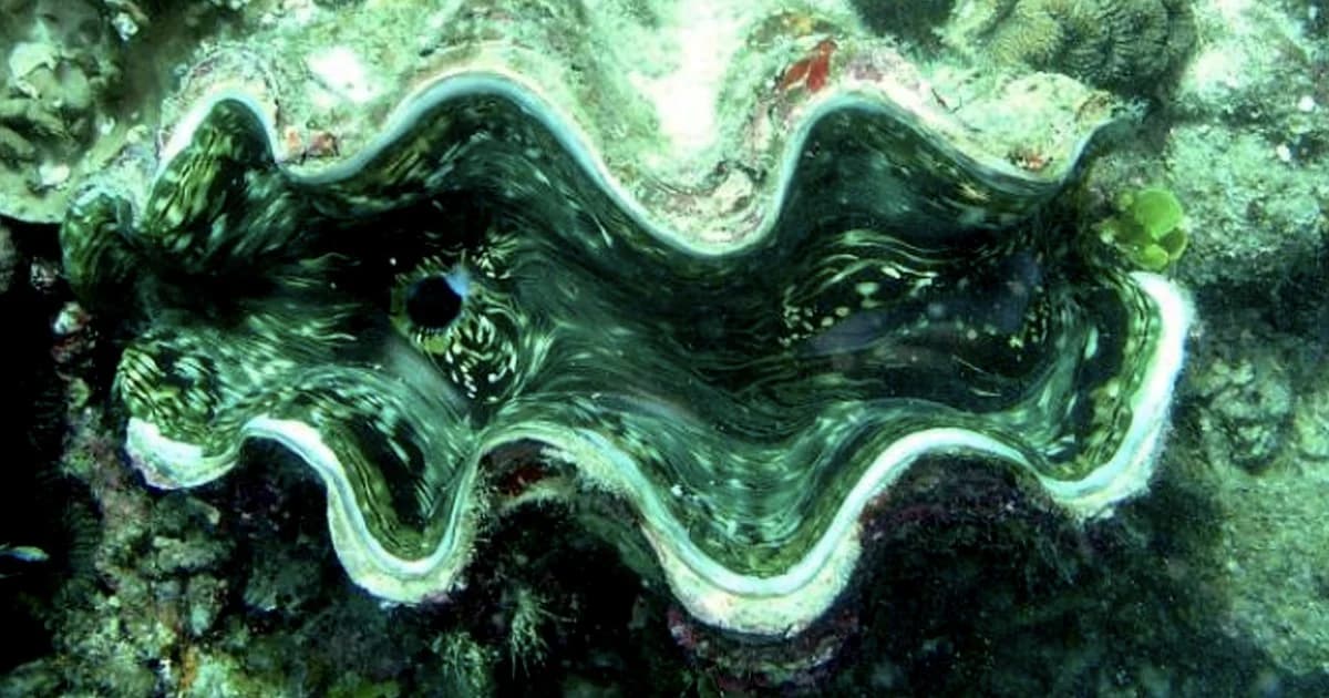 รู้จัก “หอยมือเสือ” สัตว์ป่าคุ้มครองที่เสี่ยงสูญพันธุ์