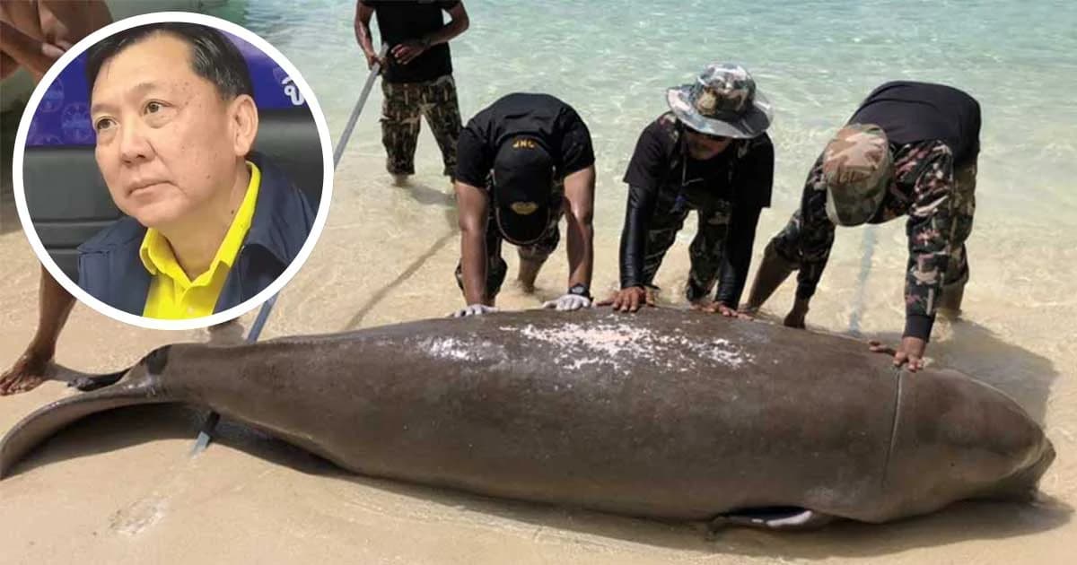 อธิบดีฯ สั่งเฝ้าระวังเข้ม หลังพบพะยูนตายต่อเนื่อง ยัน ไม่มีการล่าตัดเขี้ยว