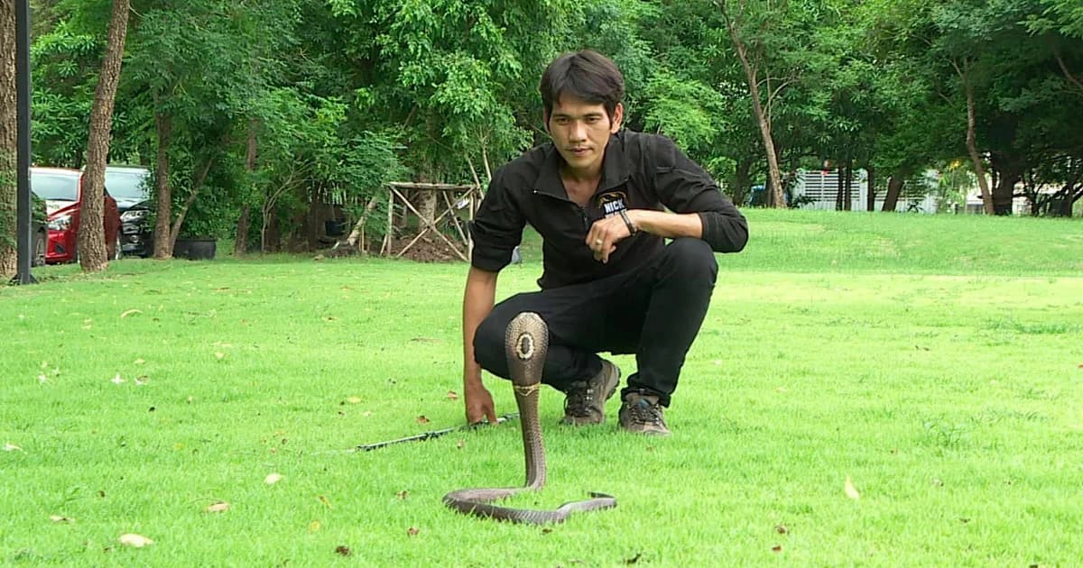 ถ้างูเข้าบ้าน ต้องทำอย่างไร ?