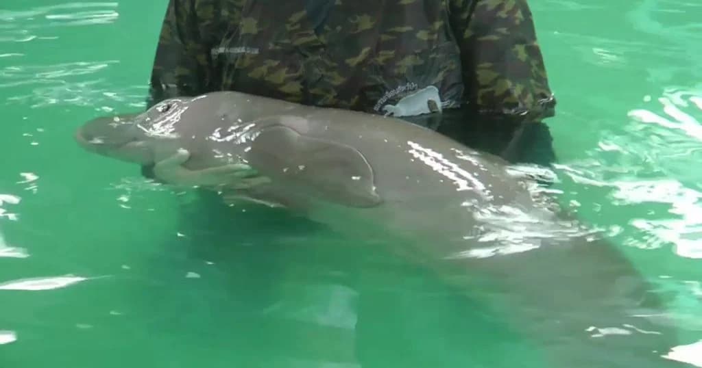 พบลูกพะยูน “ยามีล” ท้องอืด เกิดการบิดหมุนของลำไส้ ทีมสัตวแพทย์ดูแลอย่างใกล้ชิด