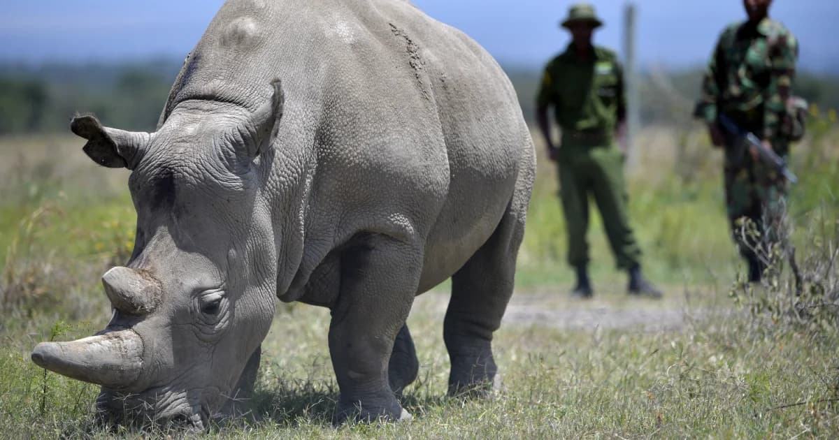 นักวิทยาศาสตร์ประสบความสำเร็จในการผสมเทียมแรดขาวเหนือ