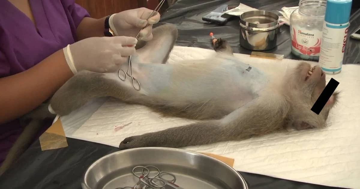 จับลิงบ่อน้ำร้อนทำหมันหลังกวนนักท่องเที่ยวหนัก ยันยังมีเซ็กส์ได้แต่ไม่มีลูก