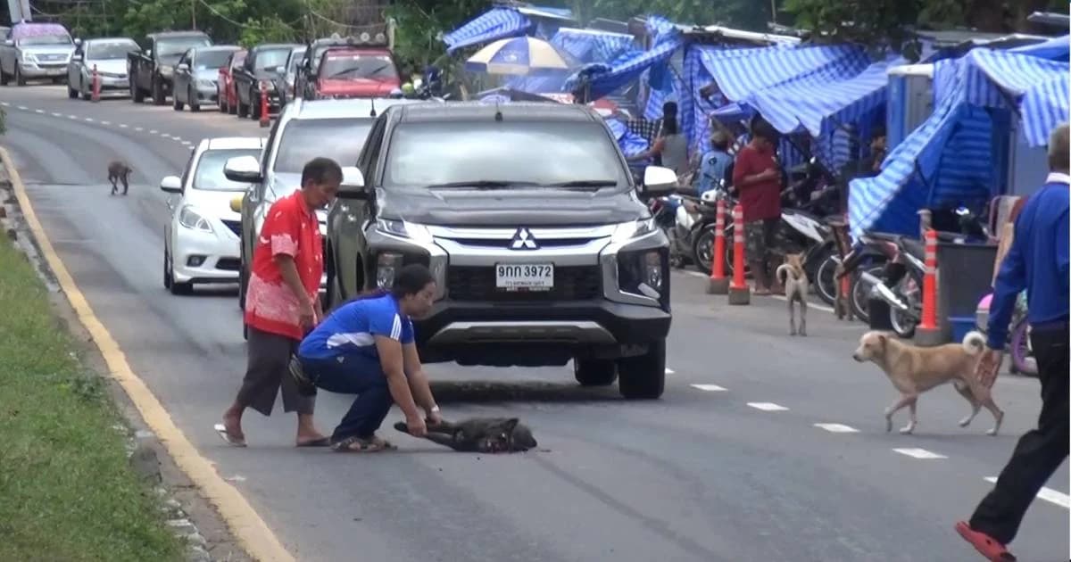 ชาวบ้านอุบลฯ วอนรถขับช้าๆ มีคน-สัตว์หนีน้ำท่วมยังต้องอาศัยริมถนน