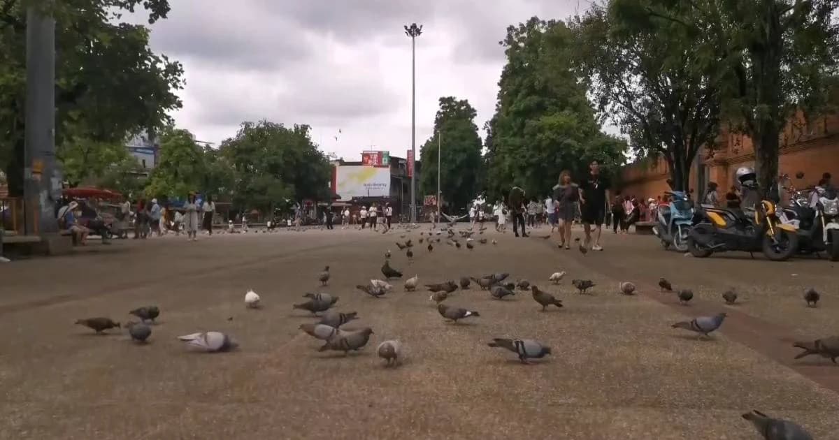 เทศกิจจับแล้ว ทีมโบกไล่นกพิราบประตูท่าแพ ให้นักท่องเที่ยวถ่ายรูป