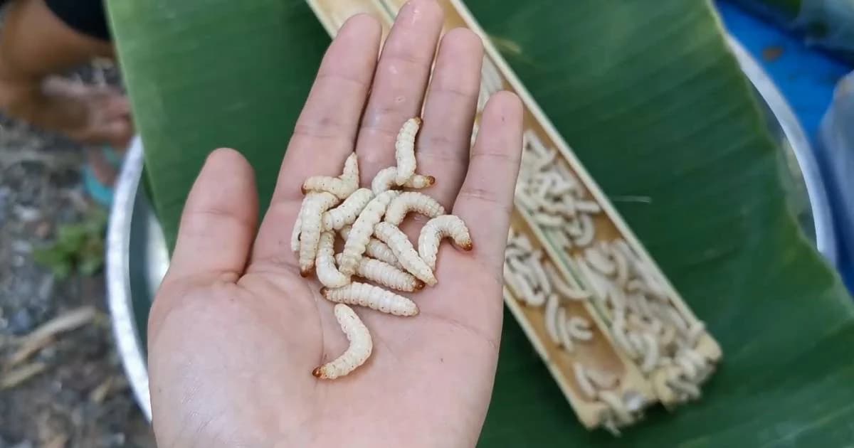 จับตลาดถูก ขายหนอนไม้ไผ่สดๆ ทางโซเชียลมีเดีย หาสินค้าแทบไม่ทัน