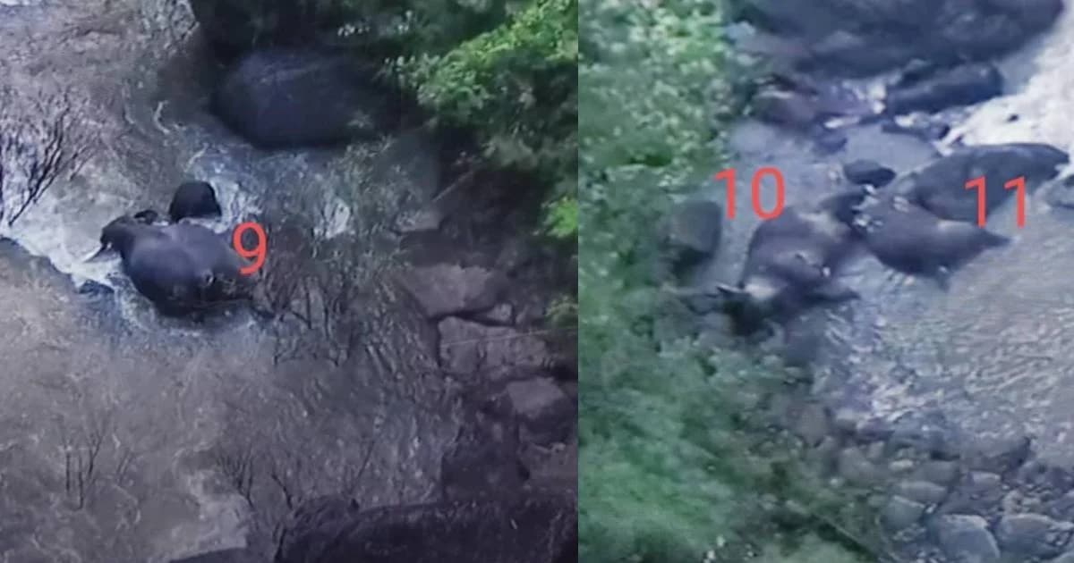 สูญเสียครั้งใหญ่รอบ 27 ปี ช้างป่าเขาใหญ่ตกเหวนรก ตายเพิ่มอีก 5 ตัว รวม 11 ตัว