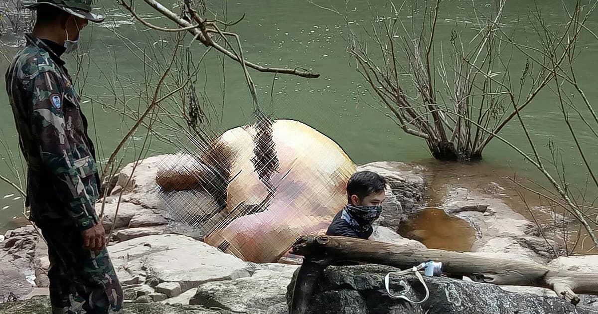 จนท.เร่งกู้ซากช้างป่าตกน้ำตกเหวนรกตัวที่ 4 และ 5