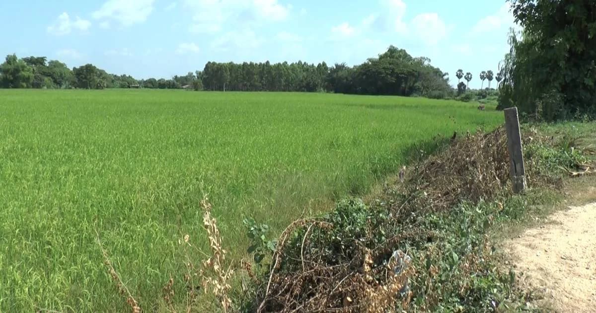 เกษตรกรถามยกเลิกพาราควอต ซื้อสารใหม่จ่ายแพงขึ้น 2 เท่าใครจะช่วย