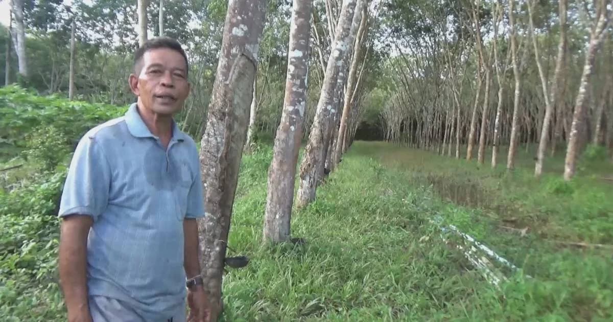 ชาวสวนยางร้องรัฐบาลยังช่วยน้อยเกินไป ทนไม่ไหวขายที่-ตัดไม้ขาย