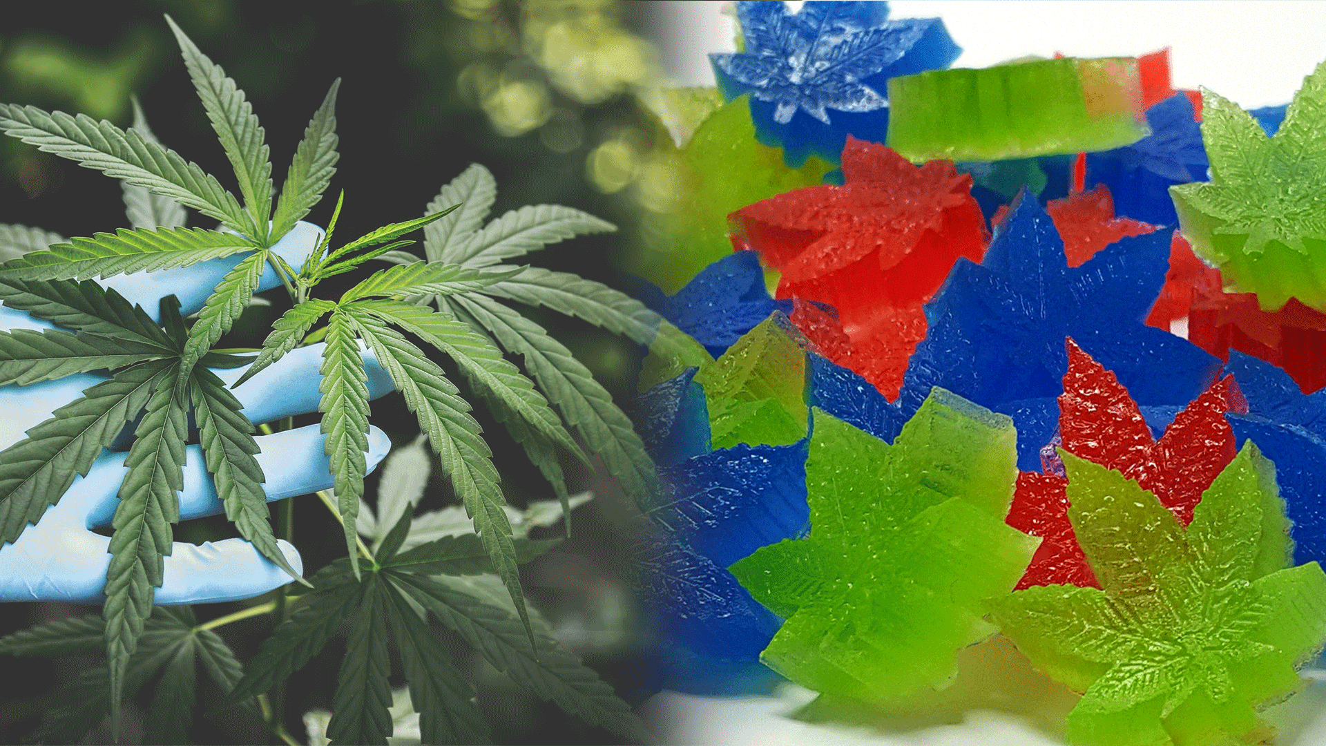 กรมการแพทย์เตือนวัยรุ่น กินขนมผสมกัญชาระวังอันตราย