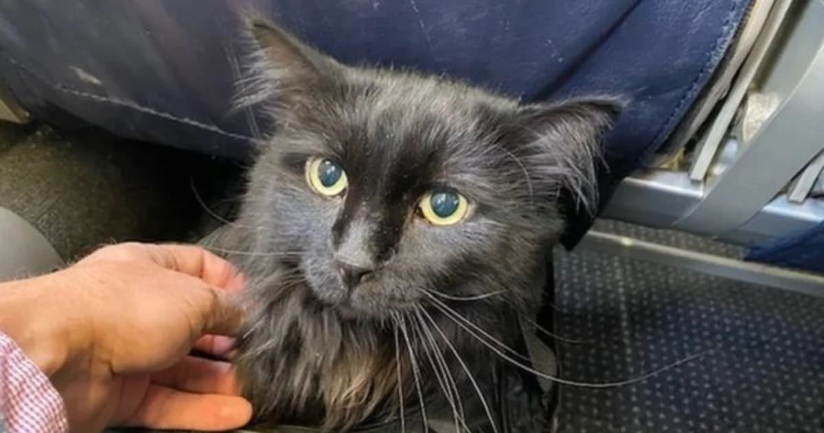 น้องแมวหลงจากบ้าน 5 ปี ถูกพบที่นิว เม็กซิโก ห่างจากบ้านเกิดที่โอเรกอน 1,900 กิโลเมตร