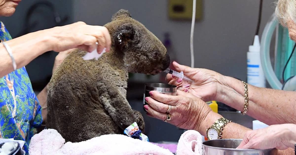 ไฟป่าทำพิษ! โคอาลาออสซี่ ตายเกิน 2,000 ตัว ป่าถูกเผาวอดแล้ว 12 ล้านไร่