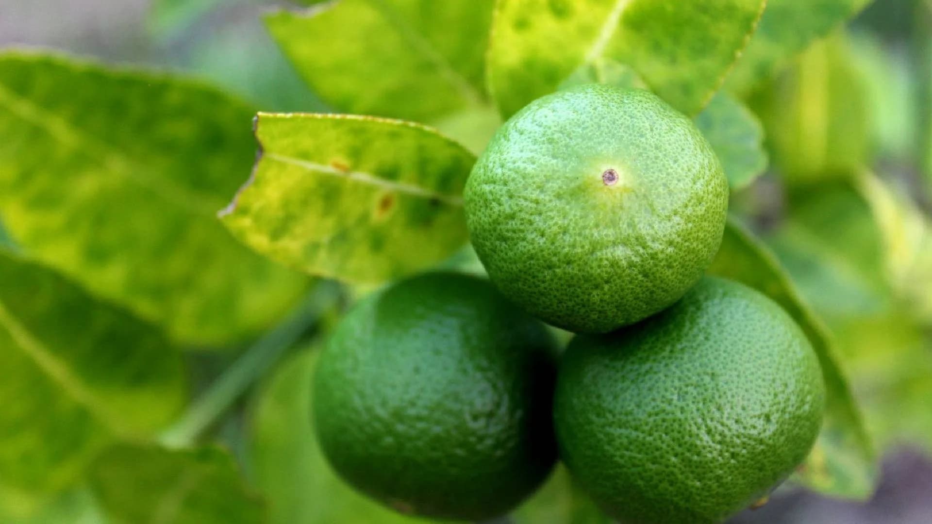 แพทย์ ชี้ มะนาวมีประโยชน์ต่อสุขภาพ แต่ใช้รักษา COVID-19 ไม่ได้