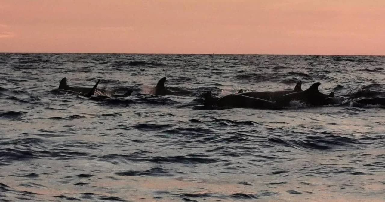 พบครั้งแรก! ของทะเลกระบี่ “ฝูงวาฬเพชฌฆาตดำ” ว่ายอวดโฉมอุทยานหมู่เกาะลันตา