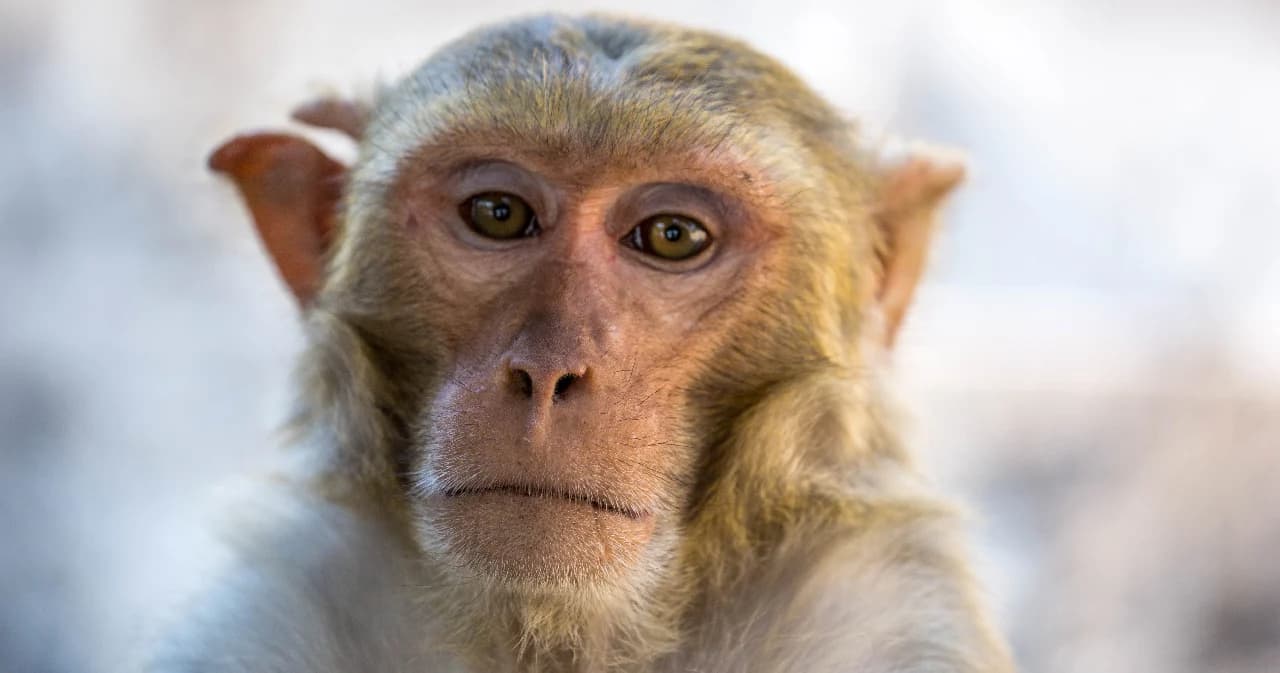 เตรียมลุ้นผลเจาะเลือดลิงทดลอง หาภูมิคุ้มกันโควิด-19