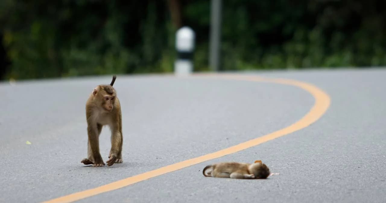เปิดอุทยานแห่งชาติวันแรก สัตว์ป่าไม่ชินรถกลับมาวิ่งบนถนน จนถูกรถยนต์ชน