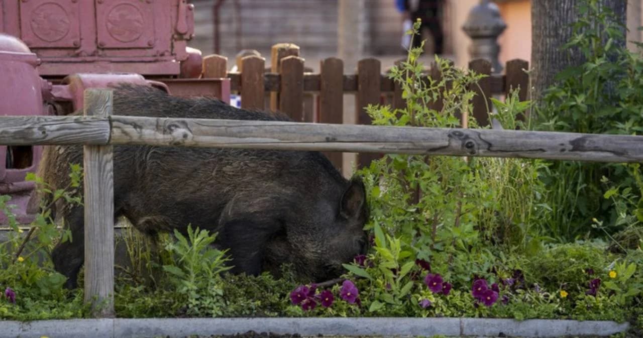 เยอรมนีพบซากหมูป่าติด ‘ไข้หวัดหมูแอฟริกัน’ ครั้งแรกในประเทศ