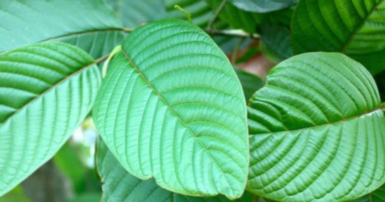 บอร์ด ป.ป.ส. ไฟเขียวเห็นชอบให้ 135 หมู่บ้าน-ชุมชนเสพพืชกระท่อมได้โดยไม่ผิด