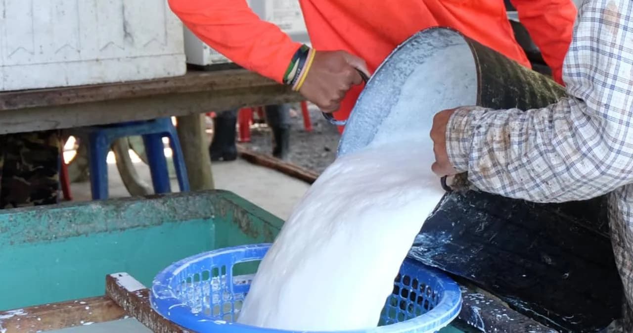 ศูนย์วิจัยกสิกรฯ คาดราคาน้ำยางปี 63-64 ฟื้นตัวที่ 53-58 บาท/กก. จากความต้องการถุงมือยาง