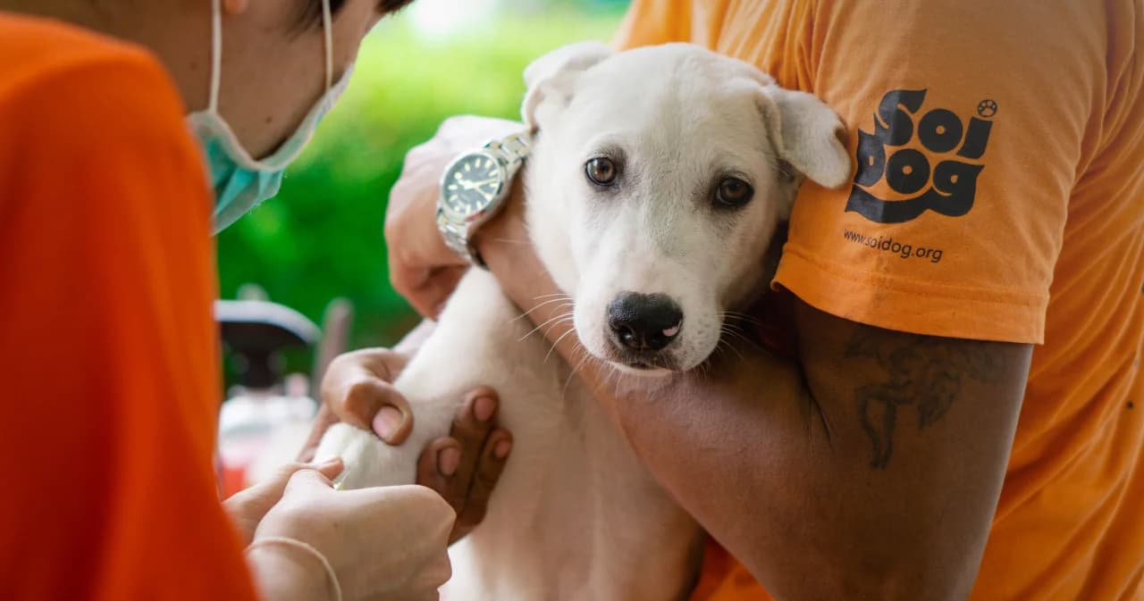 มูลนิธิเพื่อสุนัขฯ ชี้ ทำหมันสุนัขแมวช่วยแก้ปัญหาสัตว์จรจัดระยะยาว 17 ปี ทำไปแล้วกว่า 5 แสนตัวทุบสถิติโลก