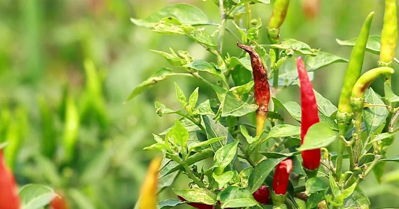 พริกขี้หนูราคาพุ่ง พ่อค้า-แม่ค้าขายเม็ดละ 1 บาท คาดน้ำท่วมใต้ทำพริกขาดตลาด