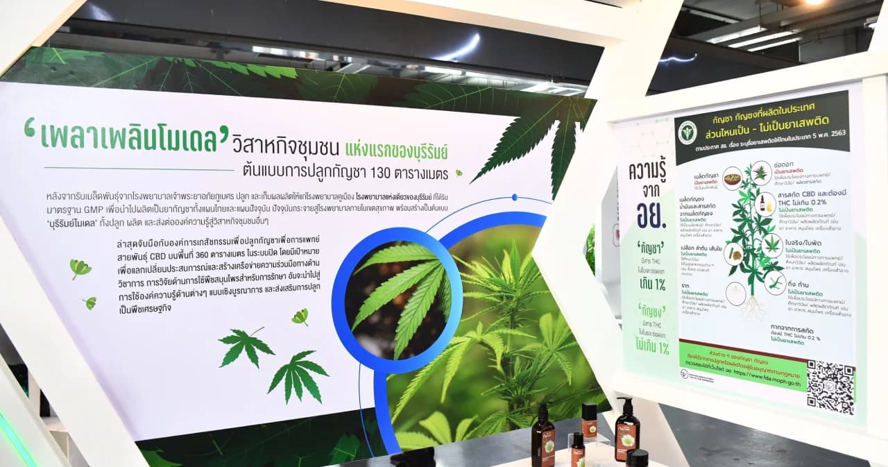 สธ.ปลดล็อกแล้ว ปลูกกัญชาได้ บ้านละ 6 ต้น สร้างอาชีพ ห้ามเสพ ผิด กม.