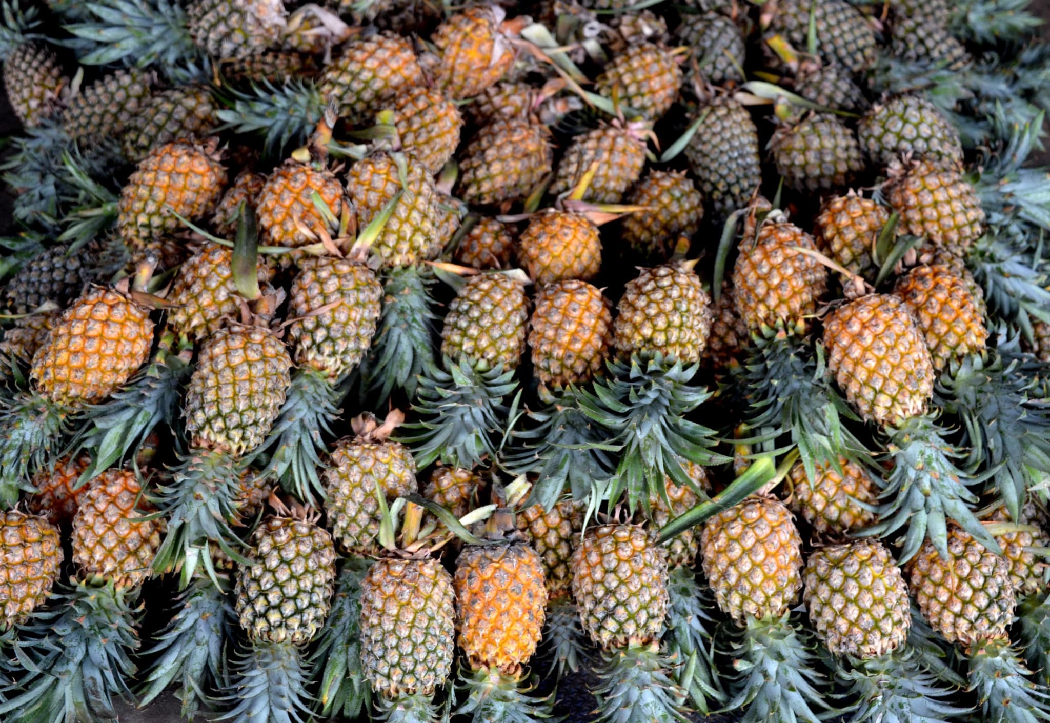 สับปะรด AFP0364