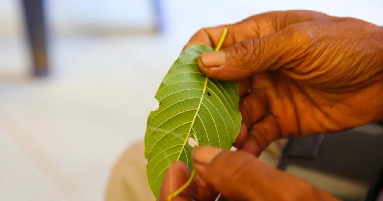 รมว.ยุติธรรมเล็งรับอาสาสมัครทดลองใช้พืชกระท่อมบำบัดเลิกติดยาบ้า นำร่องปัตตานีที่แรก