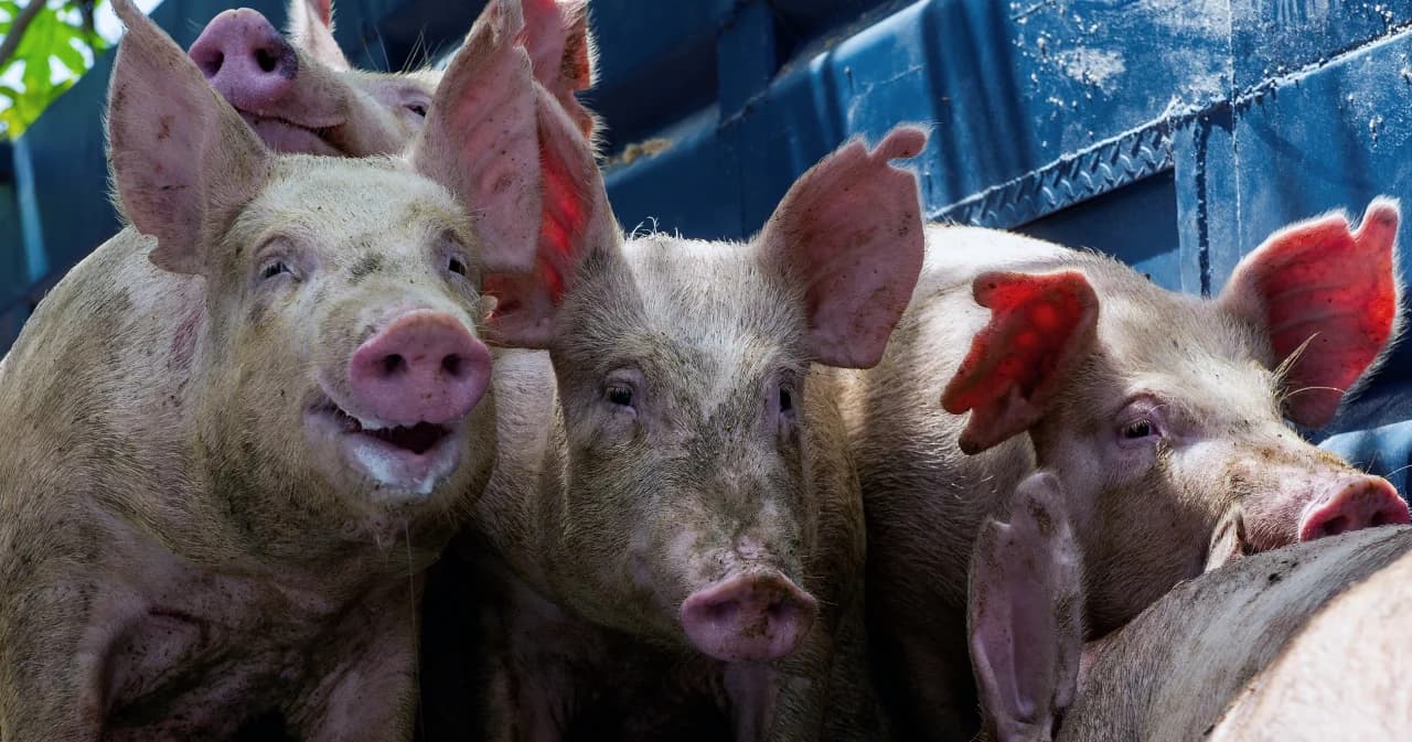 ไต้หวันสั่งห้ามนำเข้าหมูจากไทย ฝ่าฝืนปรับกว่า 240,000 บาท ย้ำพบ ASF ในกุนเชียงไทยตั้งแต่ ธ.ค.