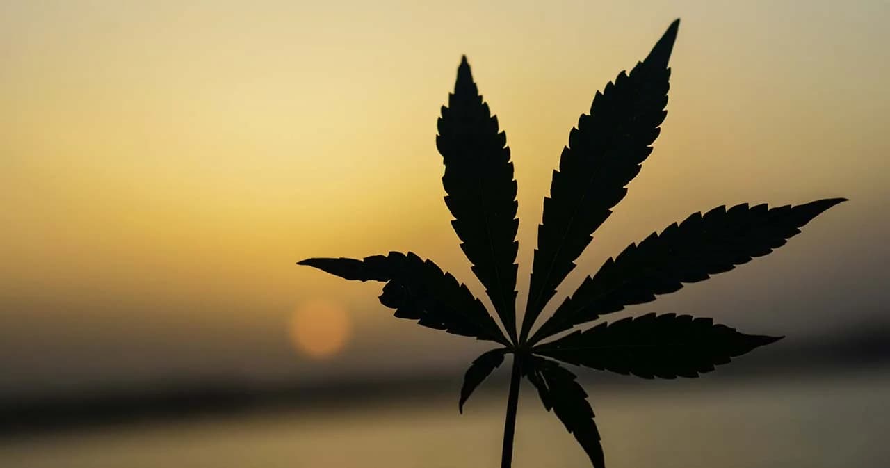 ราชวิทยาลัยกุมารแพทย์ฯ ย้ำ ‘เด็ก-เยาวชน’ อายุต่ำกว่า 20 ปี ไม่ควรเข้าถึง ‘กัญชา’