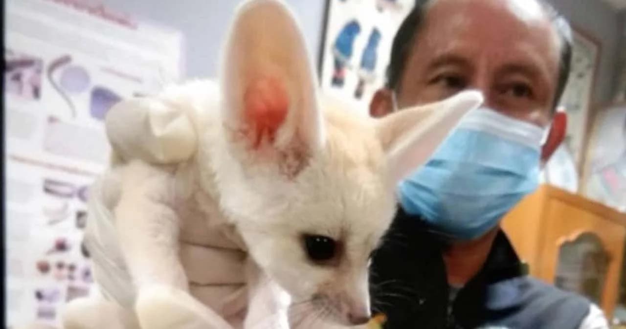 รวบหนุ่มอินเดียลักลอบขนสัตว์ป่าออกนอกราชอาณาจักร