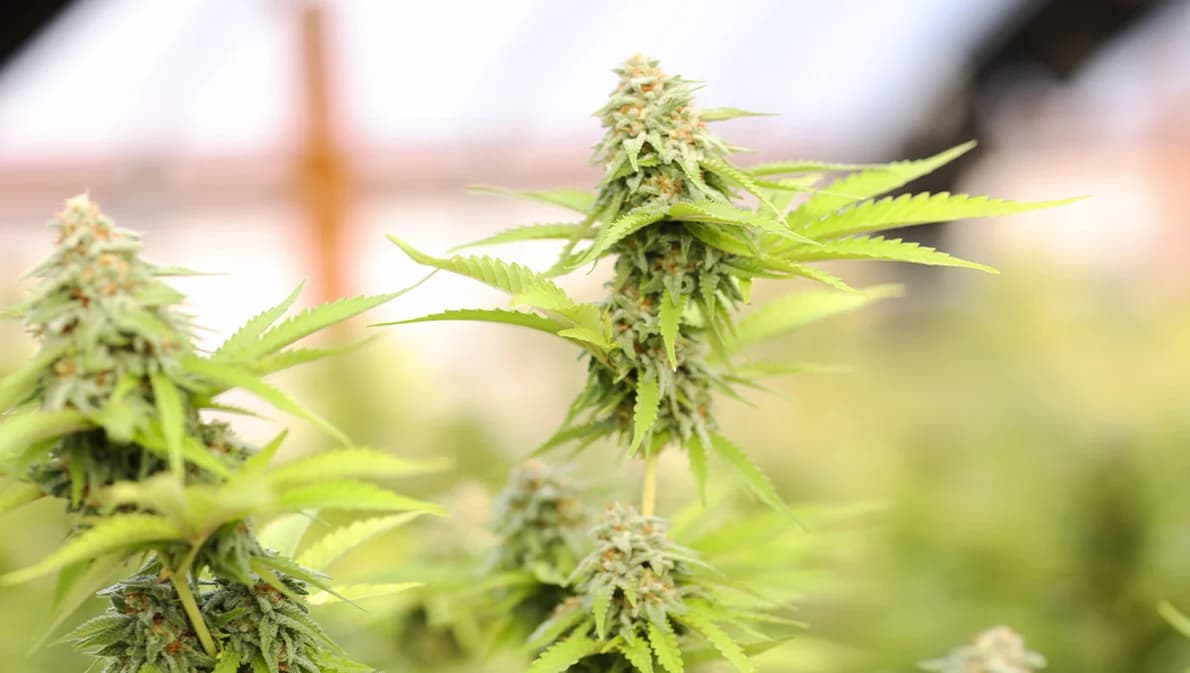 มีผลวันนี้ ให้ ‘ช่อดอกกัญชา’ เป็นสมุนไพรควบคุม ห้ามจำหน่าย