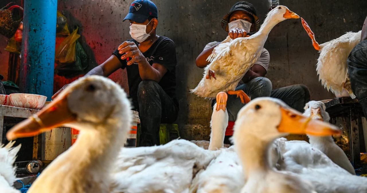 WHO ประเมินความเสี่ยงไข้หวัดนก H5N1 ในกัมพูชา อยู่ในระดับต่ำ ไม่พบผู้ติดเชื้อเพิ่มเติม หลังมีเด็กเสียชีวิต