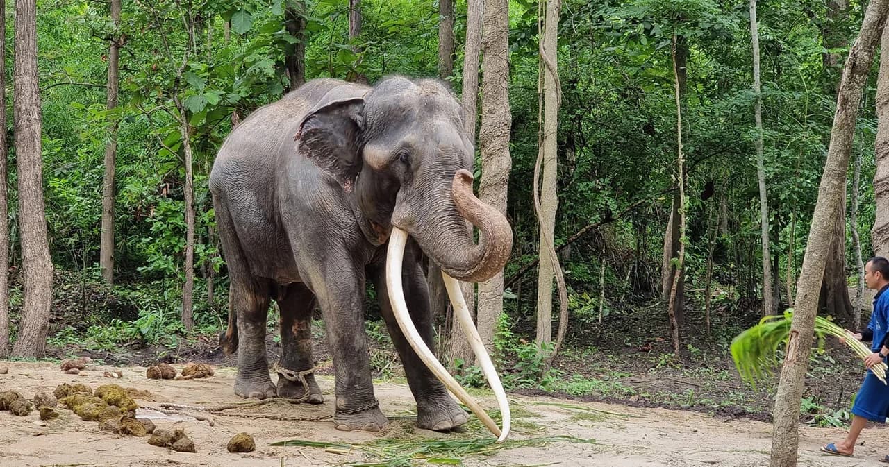 ‘พลายศักดิ์สุรินทร์’ คืนแรกในไทย หลังกลับจากศรีลังกา อารมณ์ดีสงบนิ่งปกติ