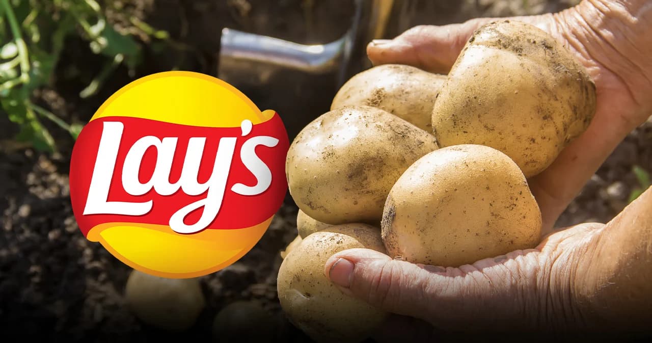 ส่งเสริมเกษตรกร มันฝรั่งไทย ในขนม ‘เลย์’