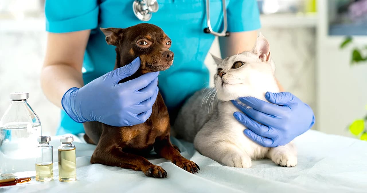 ลาไปดูแลหมาแมวป่วย สวัสดิการที่ควรมี หรือ‘ขอมากเกินไป’?