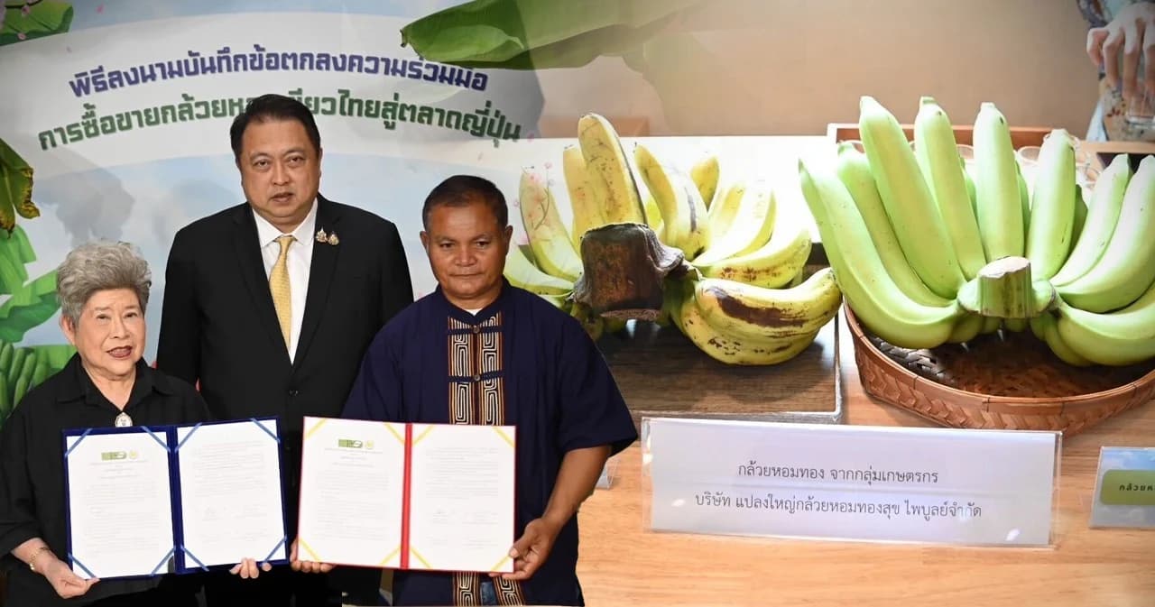 พาณิชย์หนุน “กล้วยหอมเขียว” ส่งตรงสู่ญี่ปุ่น เพิ่มรายได้เกษตรกร โอกาสทองในกรอบ JTEPA
