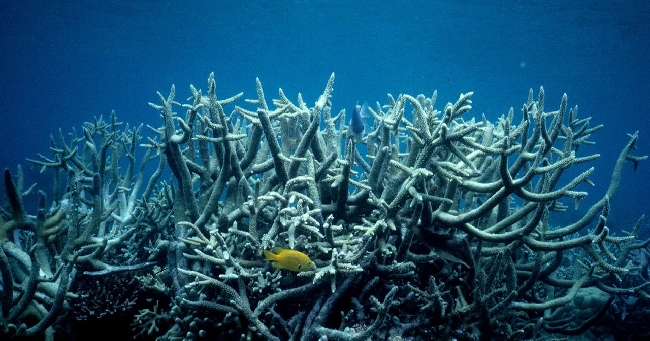 เสียงเตือนจากทะเลดังขึ้น! วิกฤต ‘ปะการังฟอกขาว’ ครั้งใหญ่ เมื่อโลกกำลังร้อนขึ้น เกินธรรมชาติทนไหว