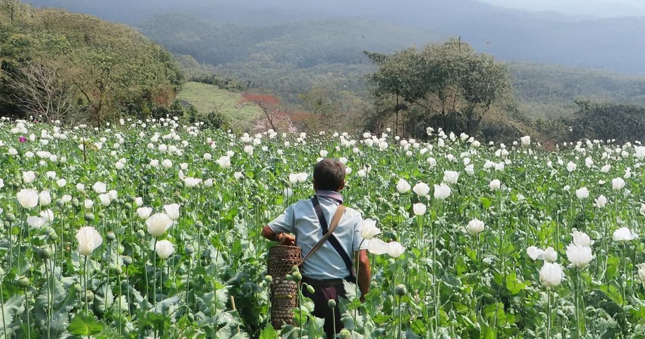 ราคาที่ต้องจ่ายจากสงครามกลางเมือง เมื่อเมียนมาไม่ใช่แค่โรงงาน ‘ยาบ้า’ แต่การปลูก ‘ฝิ่น’ ก็พุ่งสูงสุดในรอบ 10 ปี